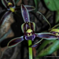 Cymbidium bicolor Lindl.